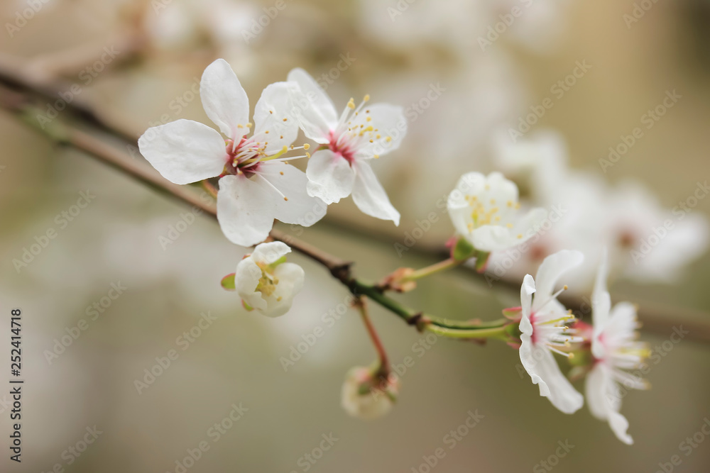 White flowers of cherry tree in spring