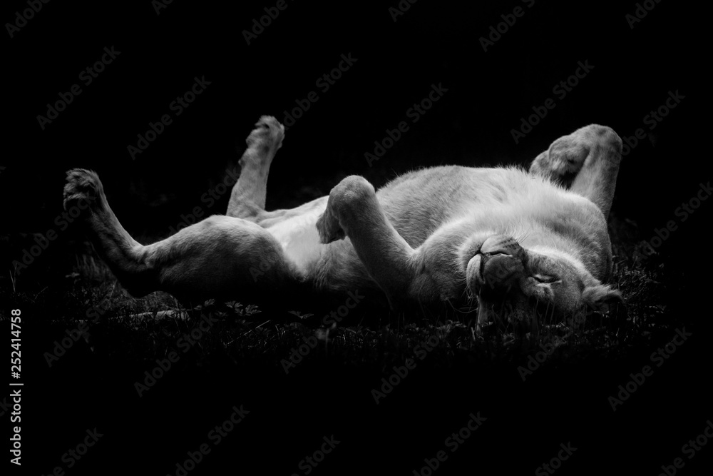 Lion Lionne Dos Chat Content Heureux Afrique Savane Frotter Rigolo Marrant Position Herbe Pattes Dormir Se Reposer Stock Photo Adobe Stock