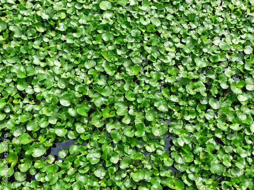 Wallpaper Mural Water Hyacinth cover on a pond Torontodigital.ca