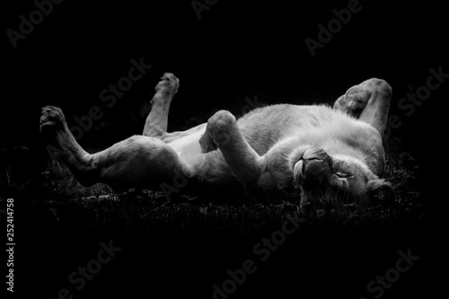 lion lionne dos chat content heureux afrique savane frotter rigolo marrant position herbe pattes dormir se reposer photo