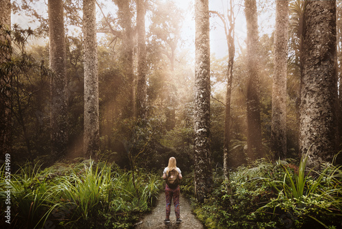 Kauri Trees of New Zealand