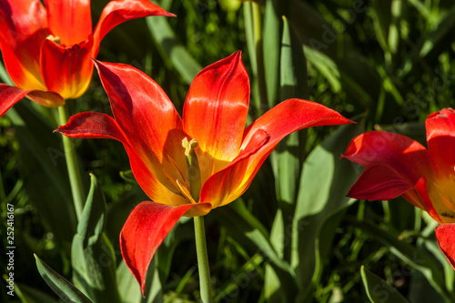 Colorful tulip flora blooming in the park