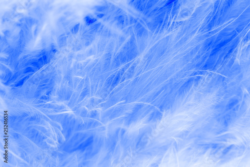 Macro of pastel bird fluffy feathers in soft color and blur style for background