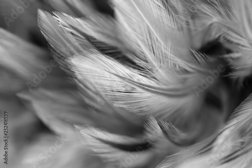 Gray chicken feathers in soft and blur style for the background, black and white