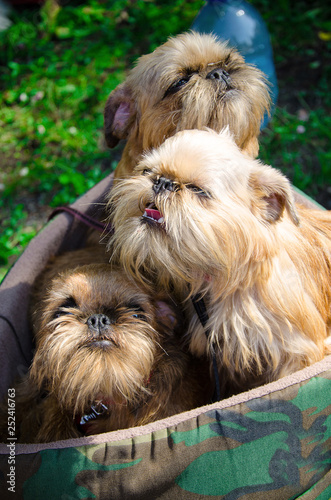 Brussels Griffon in the summer at the exhibition photo