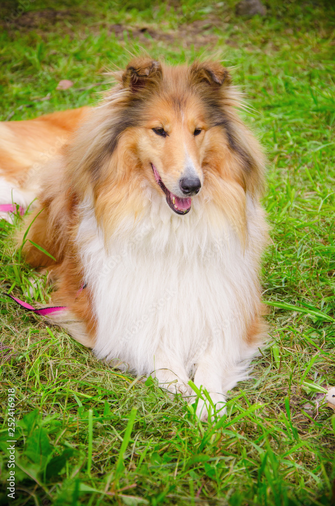 collie sunny summer at the show collie sunny summer at the show