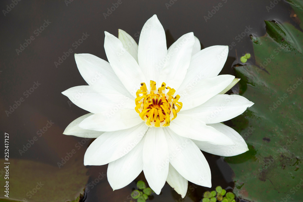 White Lotus flower of genus Nelumbo, Maharashtra, India. White Lotus flower of genus Nelumbo, Maharashtra, India.