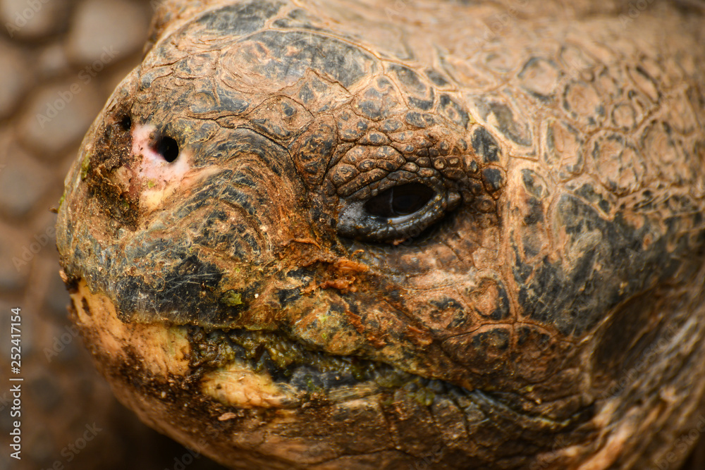 Obraz premium Galapagos tortoise isla isabela