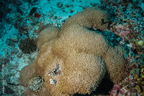 Fototapeta Naklejka Na Ścianę i Meble -  Coral reef at the Maldives