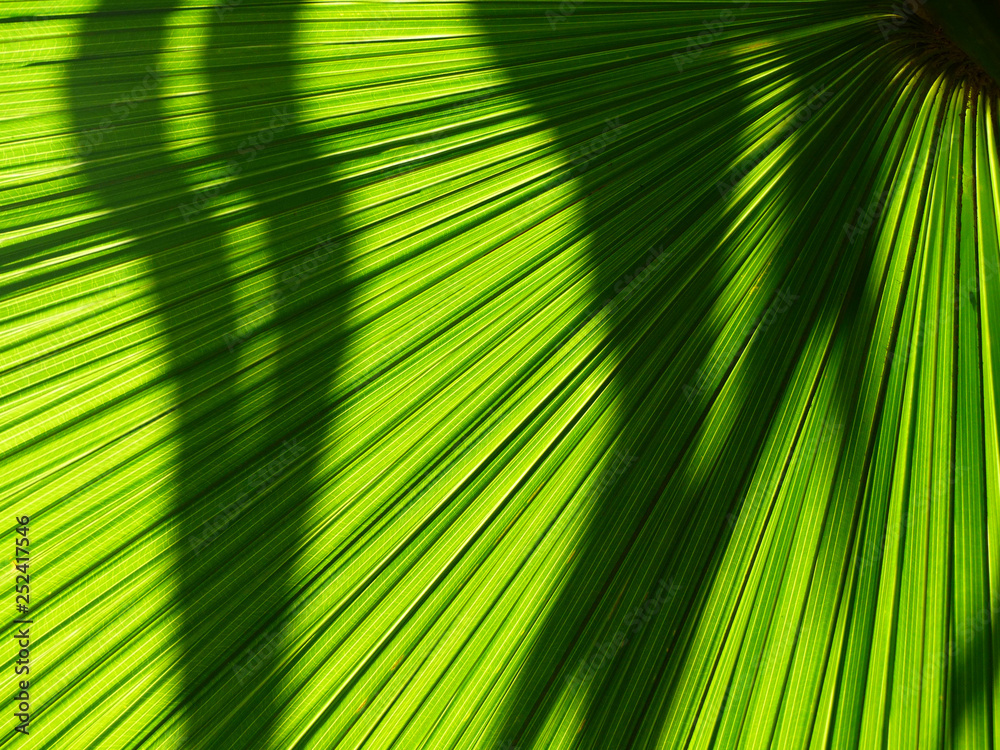Obraz premium palm leaf of tree in sunlight with shadow