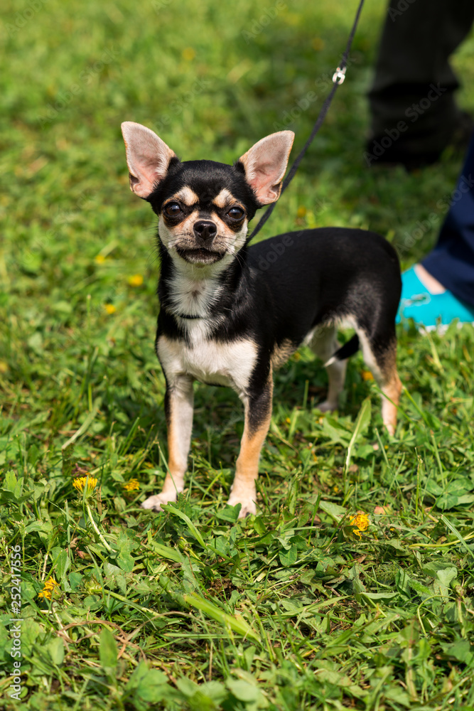 toy terrier in the summer at the exhibition toy terrier in the summer at the exhibition