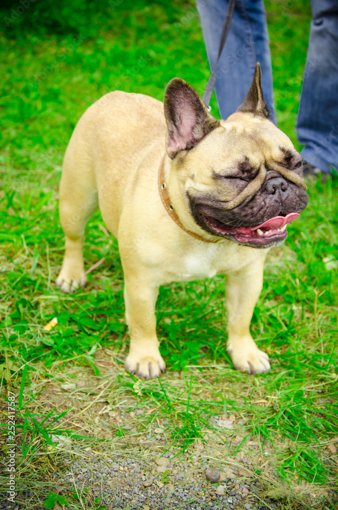 French Bulldog in the summer at the show