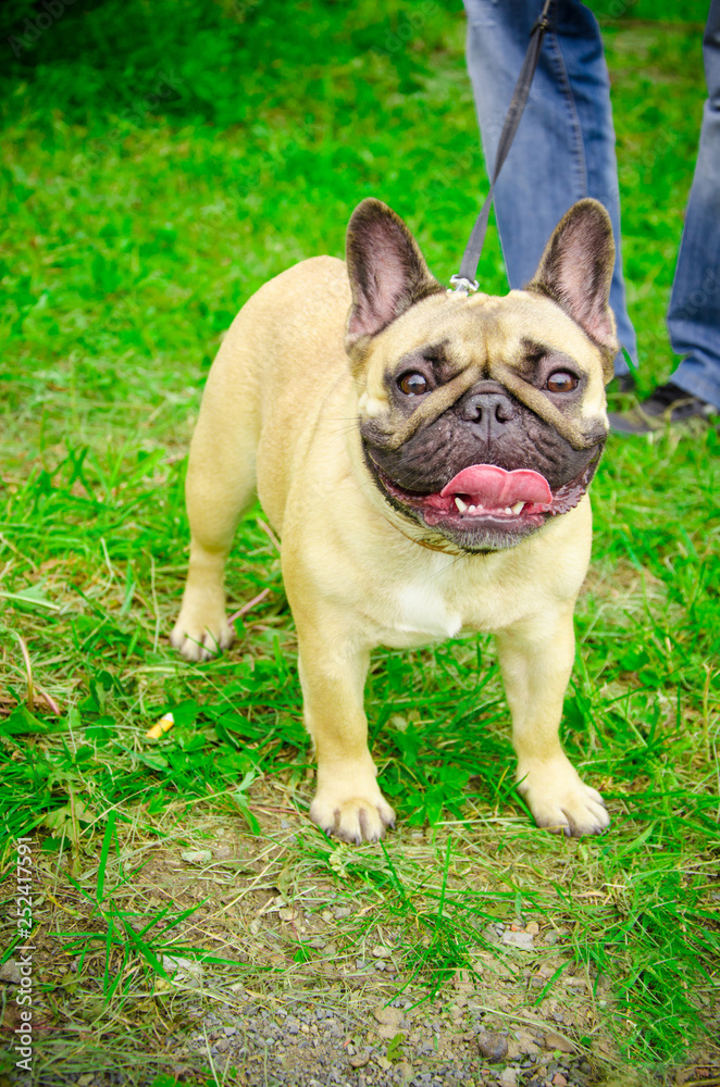 French Bulldog in the summer at the show