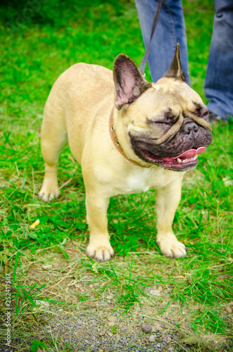 French Bulldog in the summer at the show © Наталья Новикова