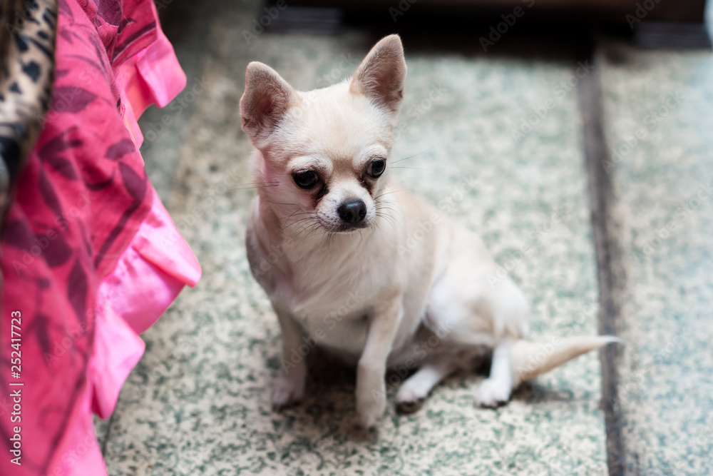 Chihuahua summer at the show Chihuahua summer at the show