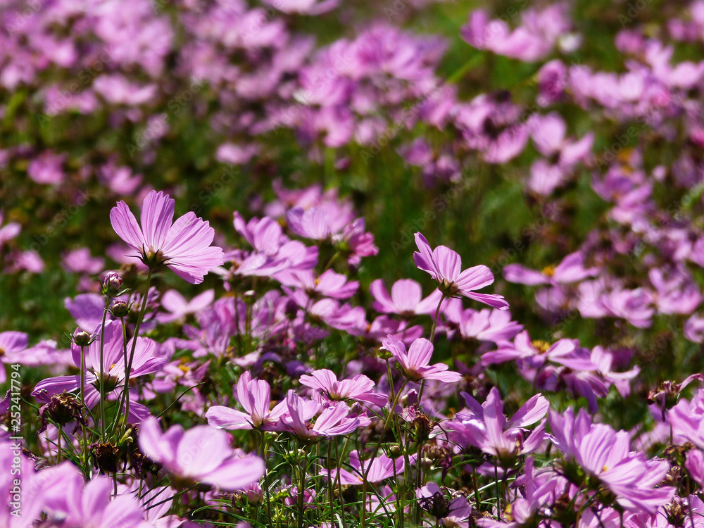 Cosmos flowers blooming in the garden Cosmos flowers blooming in the garden