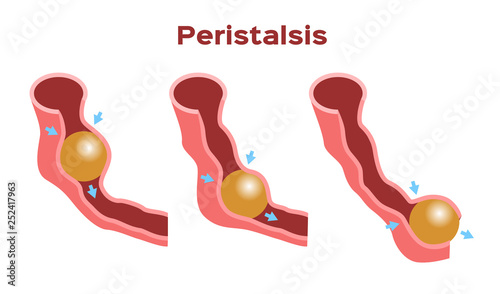 Digestion and Peristalsis vector / intestine photo