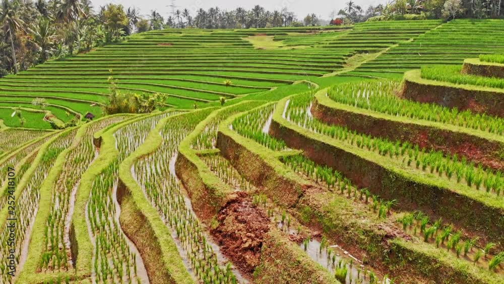 Stairs of rice paddies Stairs of rice paddies