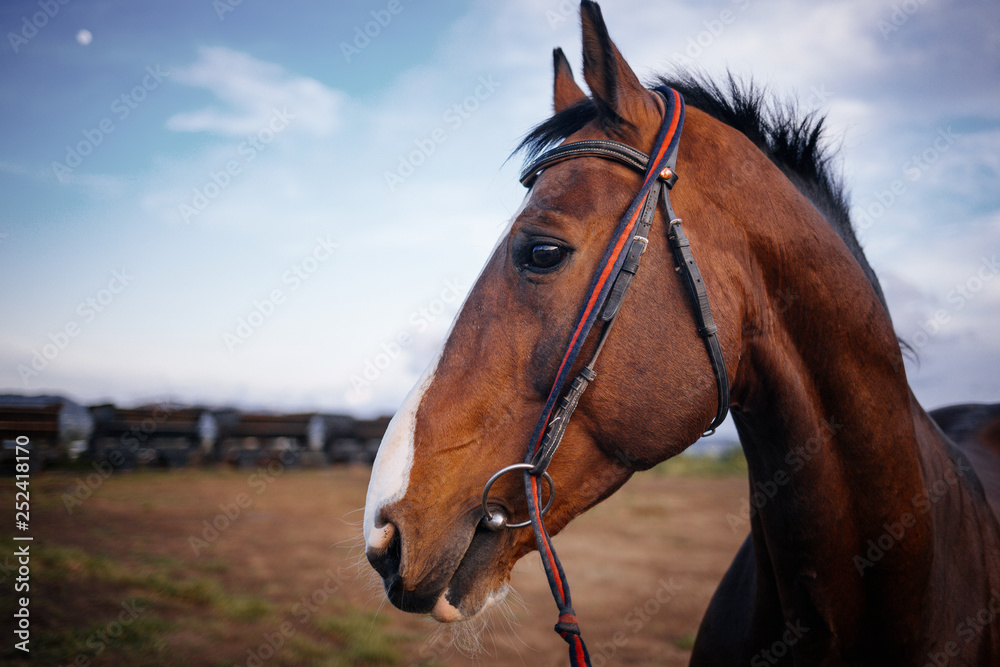 Obraz premium Horse walking near at sand field