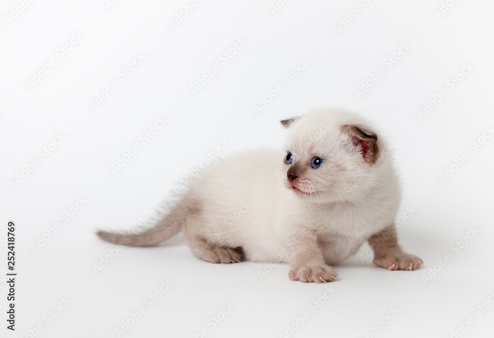 little fluffy light lop-eared kitten