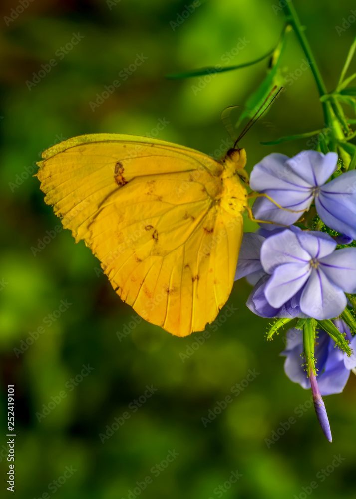 Closeup beautiful butterfly sitting on flower. Orange-barred Sulphur (Phoebis philea) Closeup beautiful butterfly sitting on flower. Orange-barred Sulphur (Phoebis philea)