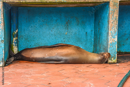 Galapagos sea lion