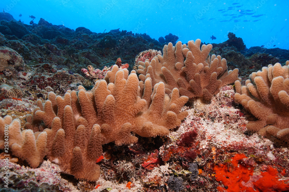Fototapeta premium Coral reef at the Maldives
