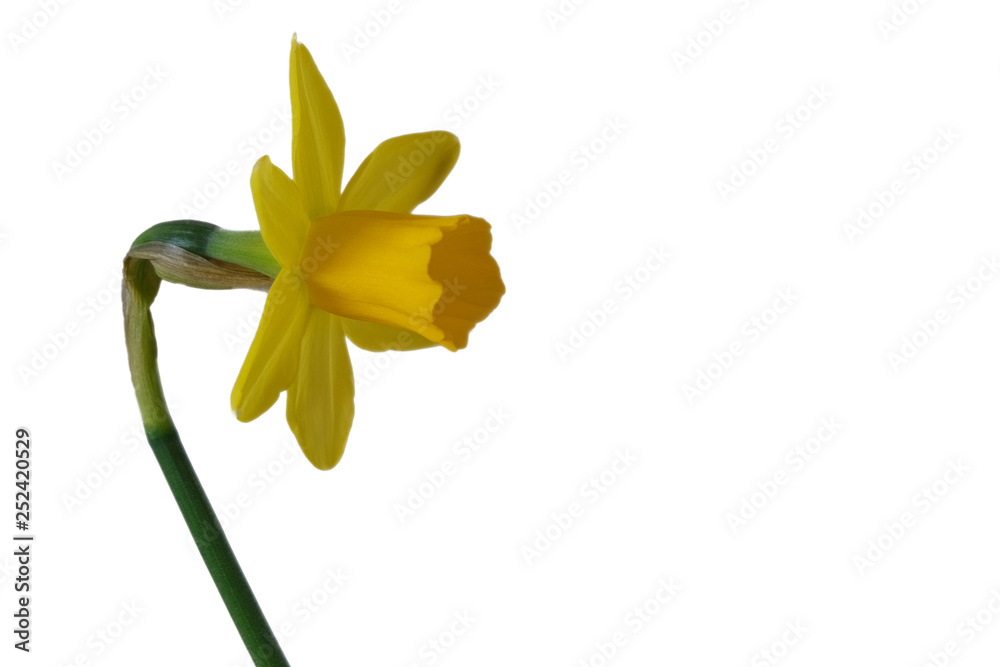 Daffodil Daffodil