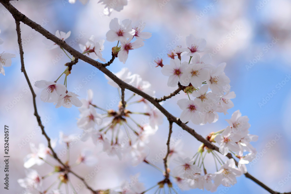 Japanese cherry blossom trees, sakura blooming