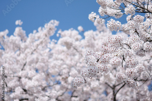 Japanese cherry blossom trees, sakura blooming