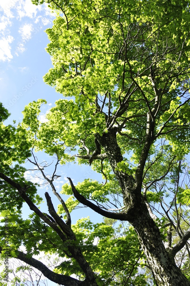 ハウチワカエデ ハウチワカエデ