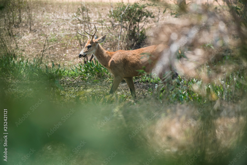 Obraz premium Marsh deer, pantanal Brazil