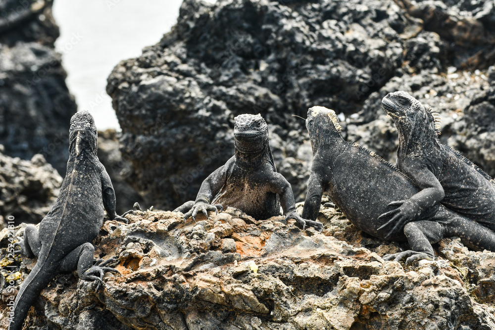 Iguana isla isabela Iguana isla isabela
