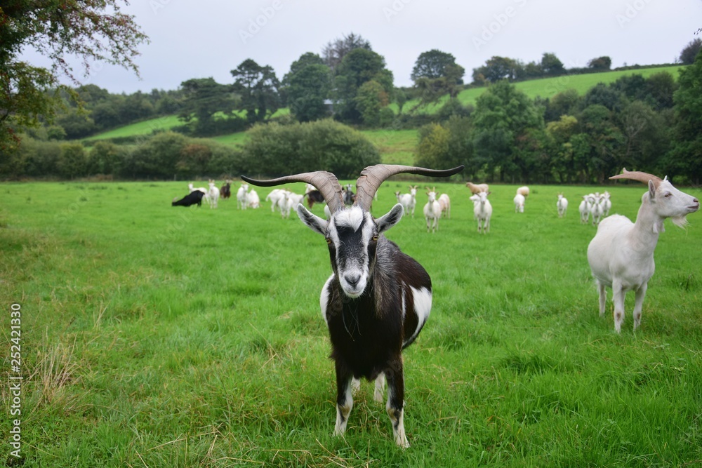 A herd of goats in Ireland with one goat in front. A herd of goats in Ireland with one goat in front.