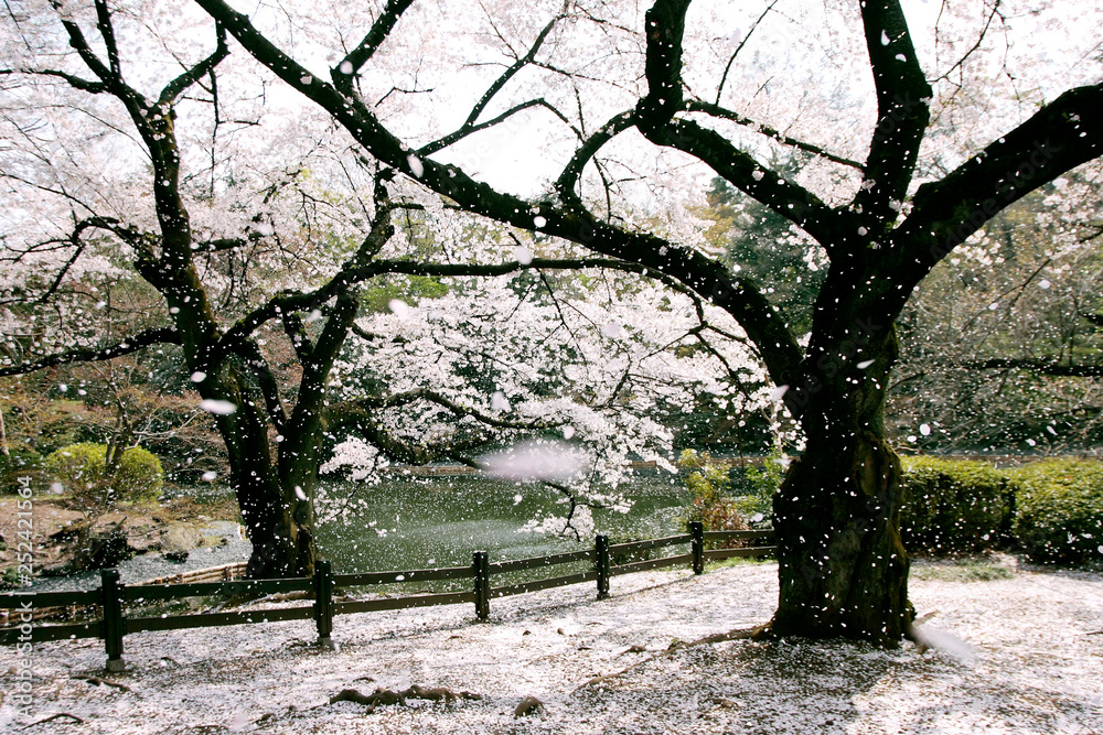 Japanese cherry blossom trees, sakura in park Japanese cherry blossom trees, sakura in park