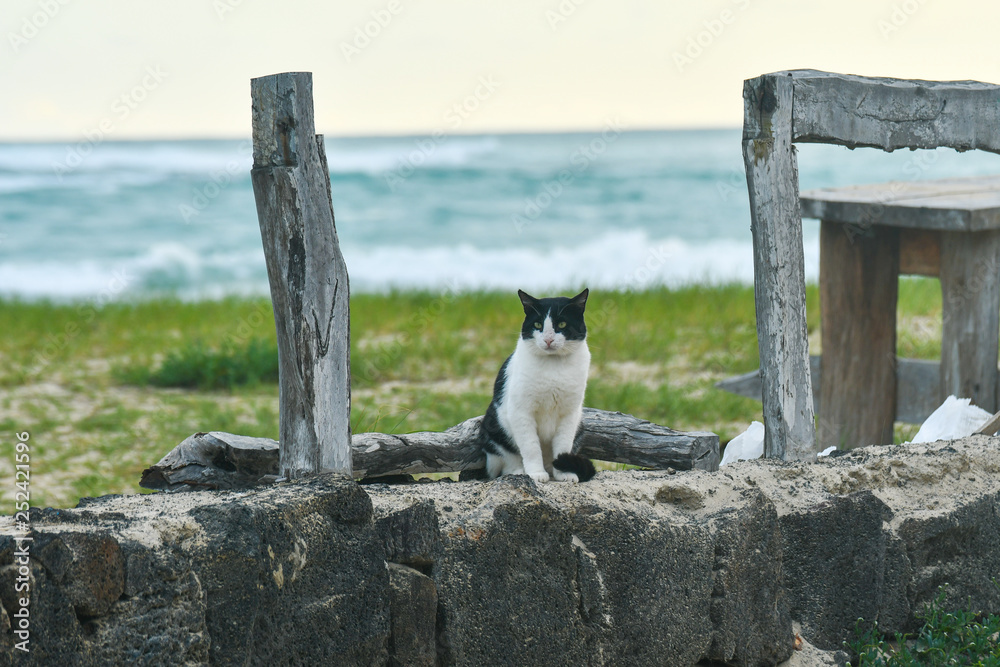 Cat on beach isla isabela galapagos