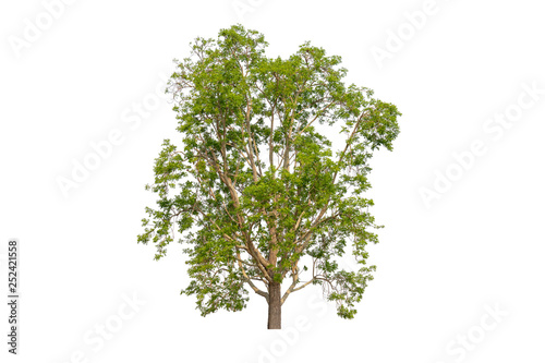 Single Green tree with clipping path on white background