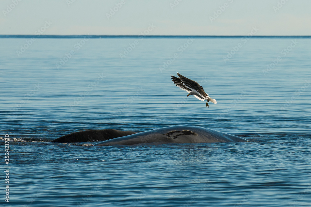 Fototapeta premium Gull and whale, Peninsula Valdes,, Patagonia, Argentina