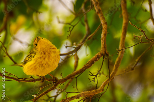 Yellow warbler galapagos island