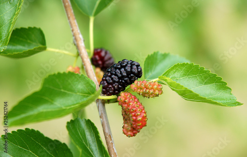 Fruits of black mulberry