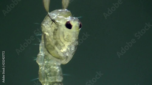 Chaoboridae  Büschelmücke photo