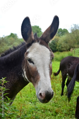 Portrait of a cute donkey. © Susanne Fritzsche
