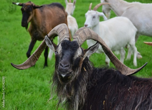 Portrait of an impressive male goat, one eye blind. Ireland. photo