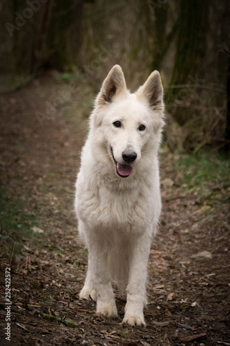 Portrait of white swiss shepherd dog, who is standing in forest, mysterius atmosphere