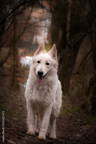 Portrait of white swiss shepherd dog, who is standing in deep forest