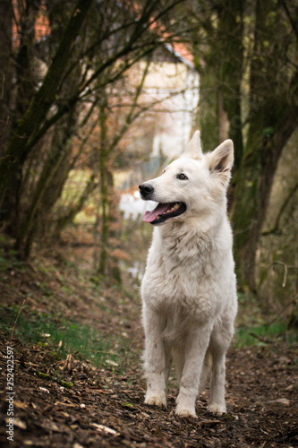 Portrait of white swiss shepherd dog, who is standing in deep forest and looking at his handler