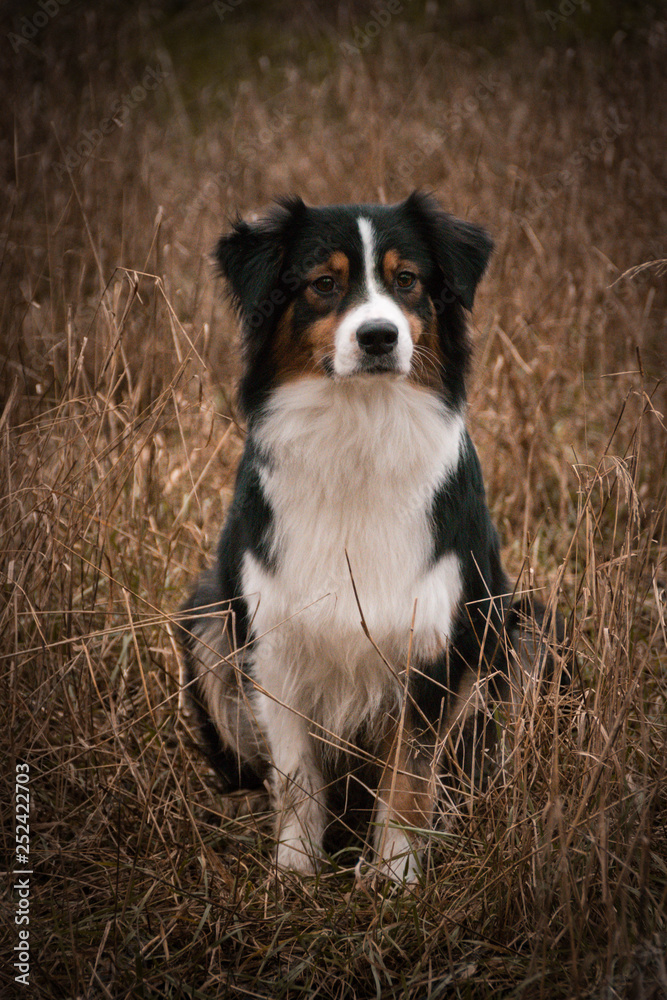 Australian shepherd dog is sitting in reed