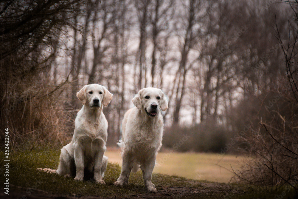 Labrador are standing in front of forest, mysterious atmosphere