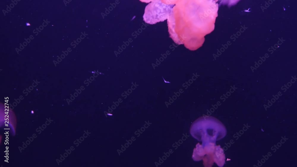 jellyfish floating in the water jellyfish floating in the water