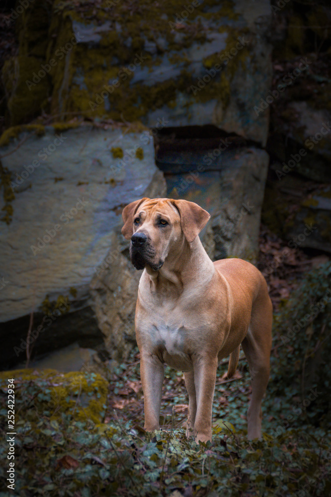 Portrait of Boerboel dog in outdoor museum. Photoshooting in small czech town Kou?im.